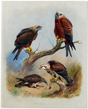 British Birds by Archibald Thorburn (1918)